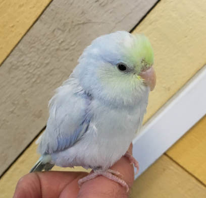 Parrotlet - JED's Feathered Friends